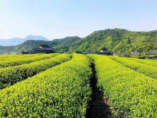智慧茶園