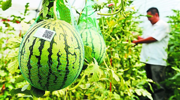 農(nóng)作物種植管理系統(tǒng)