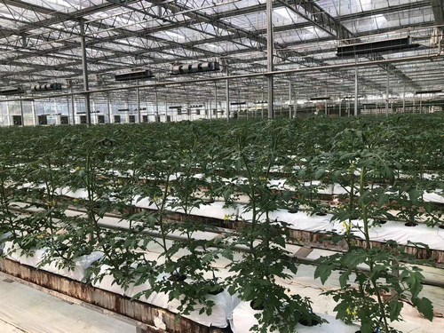 蔬菜大棚自動化系統(tǒng)