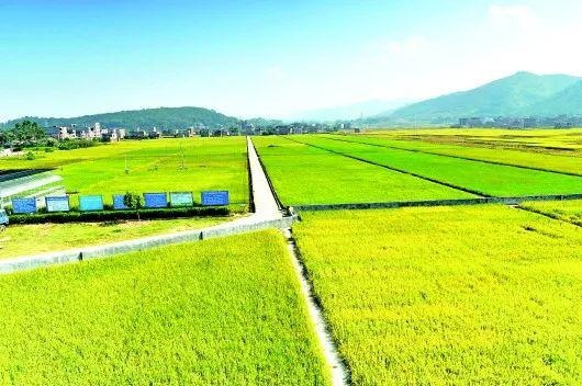 高標準農(nóng)田信息化供應商