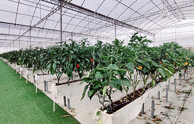 香菇大棚溫室智能控制 香菇大棚溫室智能控制